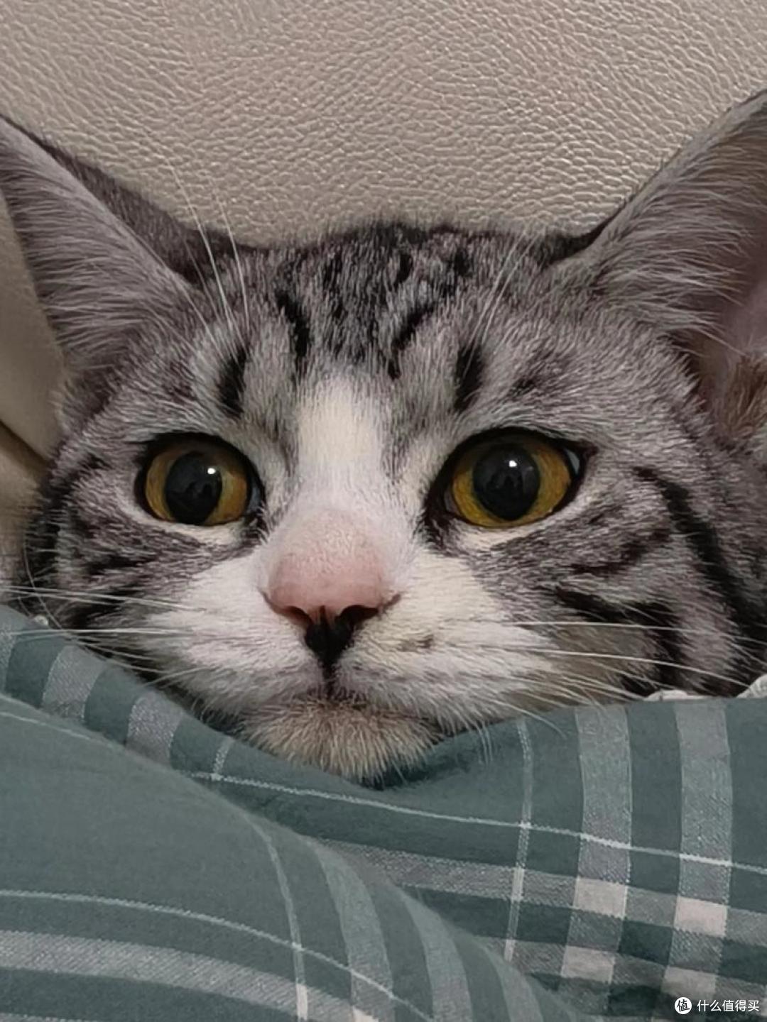 2026年618猫咪肠胃弱怎么选粮?口碑护肠猫粮推荐,软便克星来了