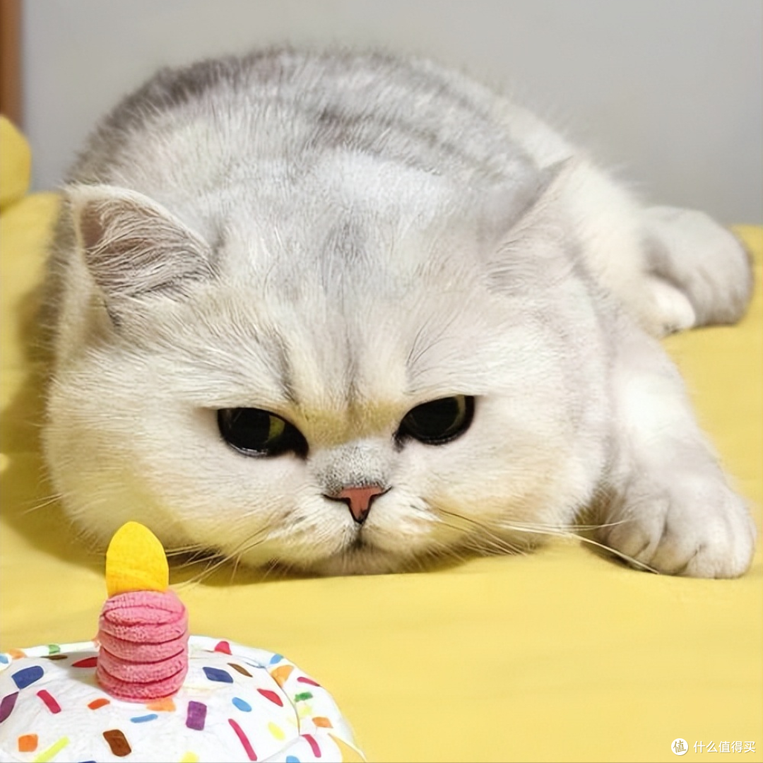 2026年618猫咪肠胃弱怎么选粮?口碑护肠猫粮推荐,软便克星来了