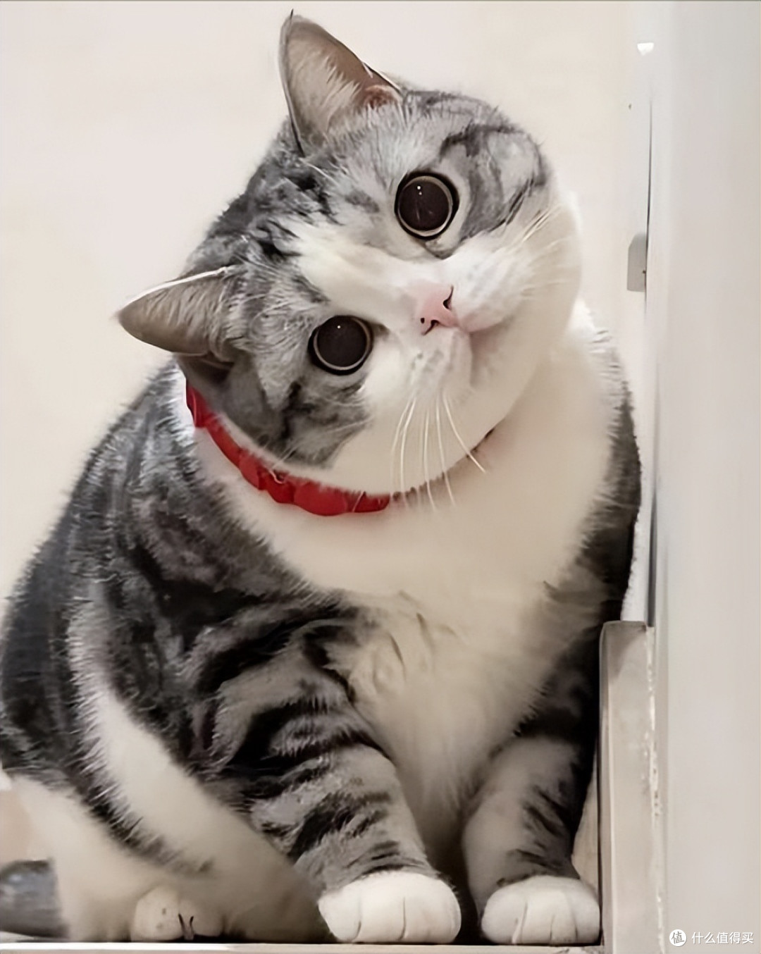 2026年618猫咪肠胃弱怎么选粮?口碑护肠猫粮推荐,软便克星来了