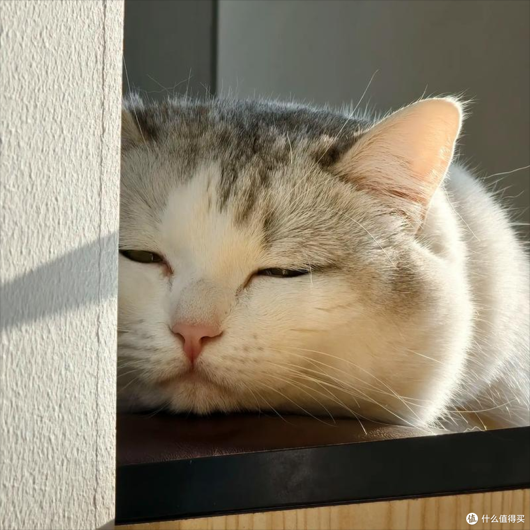 2026年618猫咪肠胃弱怎么选粮?口碑护肠猫粮推荐,软便克星来了