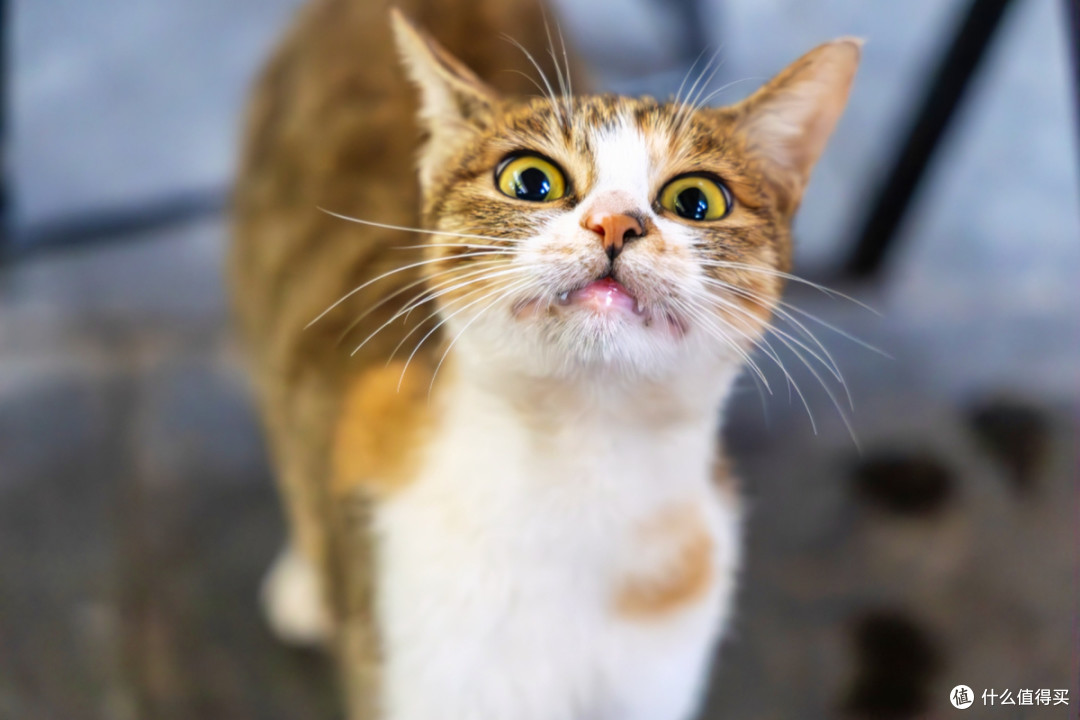 2026年618猫咪肠胃弱怎么选粮?口碑护肠猫粮推荐,软便克星来了