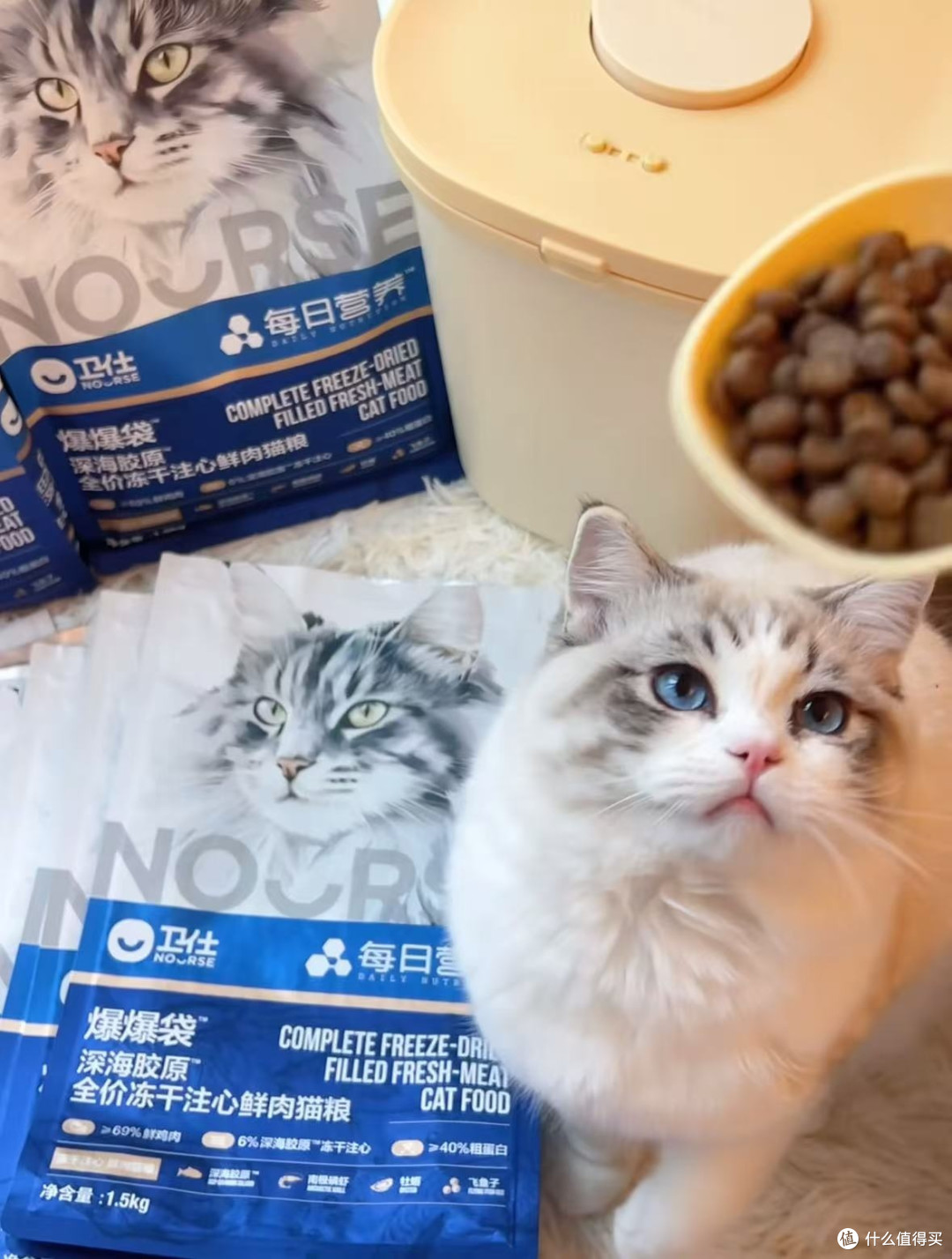 🐱养猫人—从"随便养养"到"跪着伺候主子"的血泪蜕变