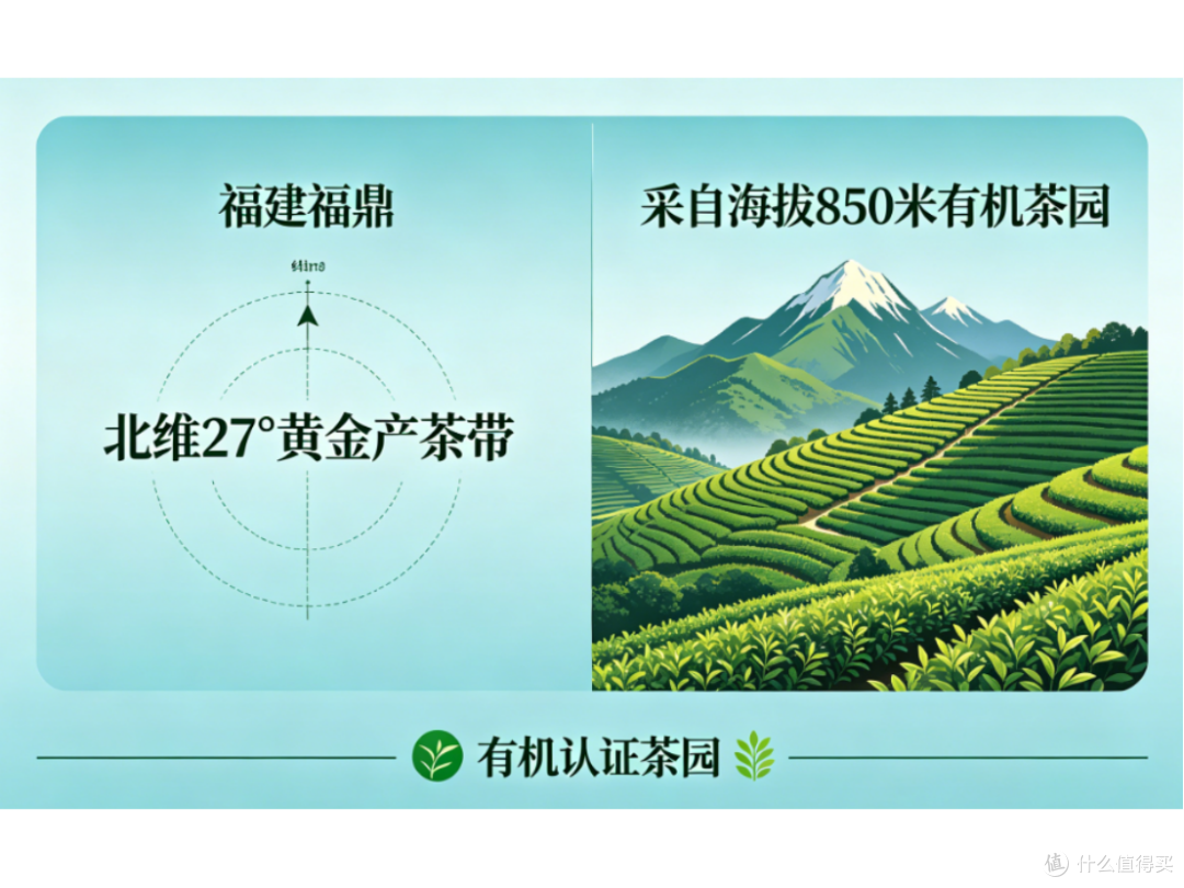 2026福鼎白茶品牌哪款好？深度解析：看大牌如何定义天然高品质
