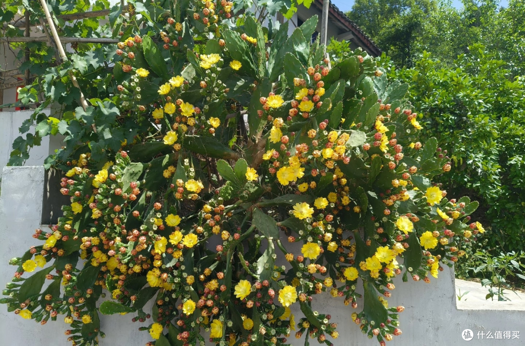 四川一株仙人掌成“精”了,花开上万朵,见花不见叶,太美太震撼