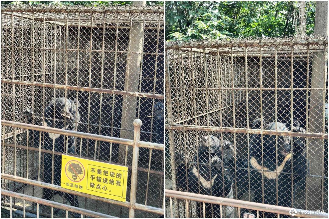 不到万元，5人一车夏天半月游云贵桂省钱游记-
4楚雄超炫喂动物