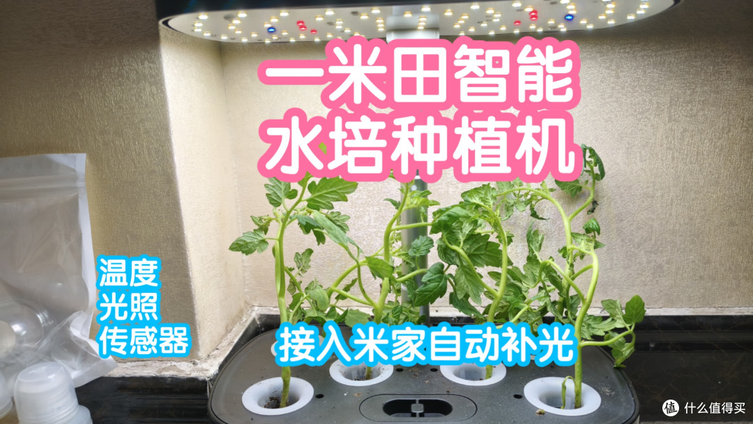 小米有品众筹抢跑之接入米家的一米田智能水培种植机。自动补光