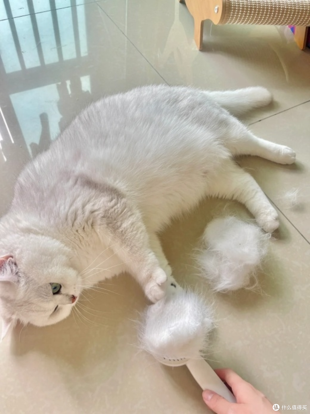 全屋猫毛肆意飘散,懒人实用清洁解决办法