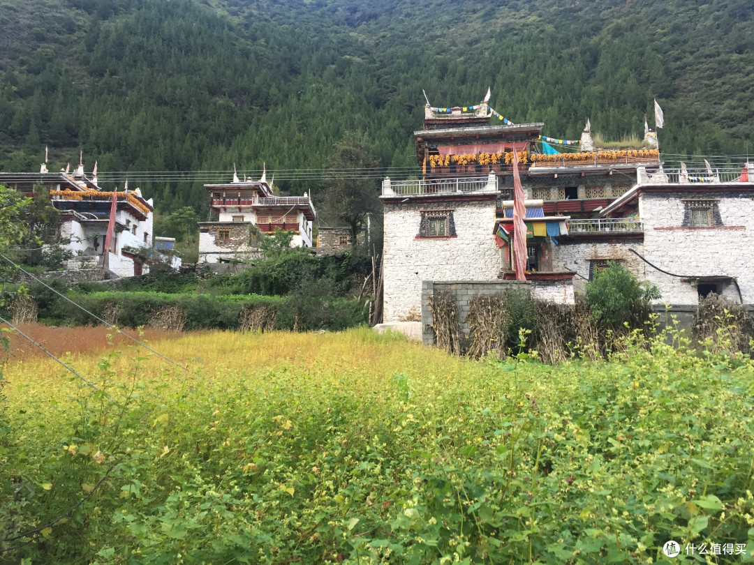 觉知之花:让每一个当下都鲜活绽放