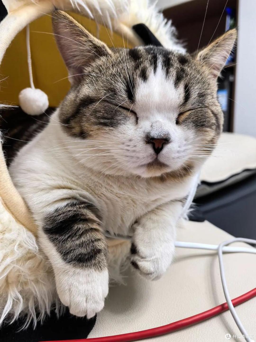 618打工人养猫必囤!2026平价高性价比猫粮,省钱养好猫