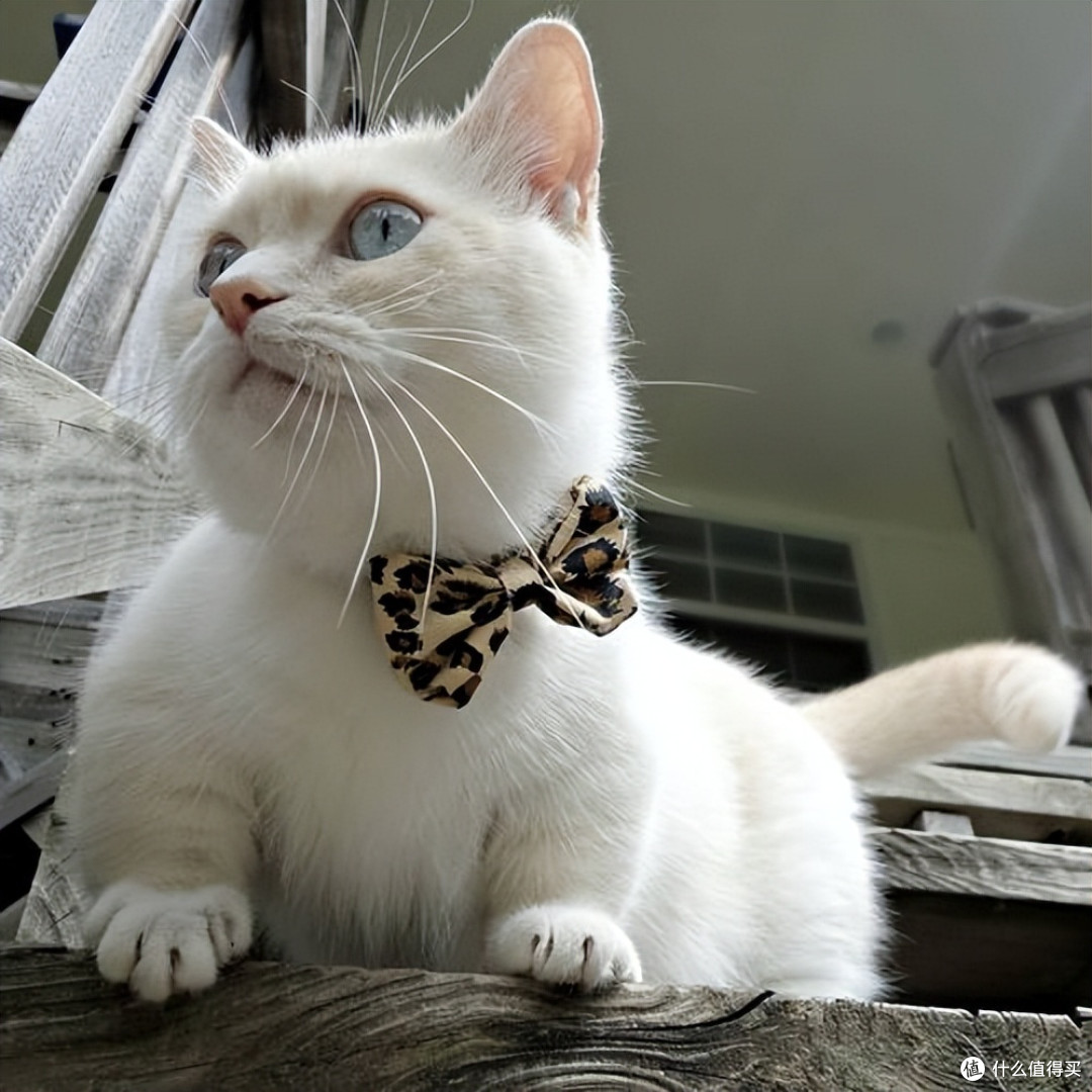 618打工人养猫必囤!2026平价高性价比猫粮,省钱养好猫