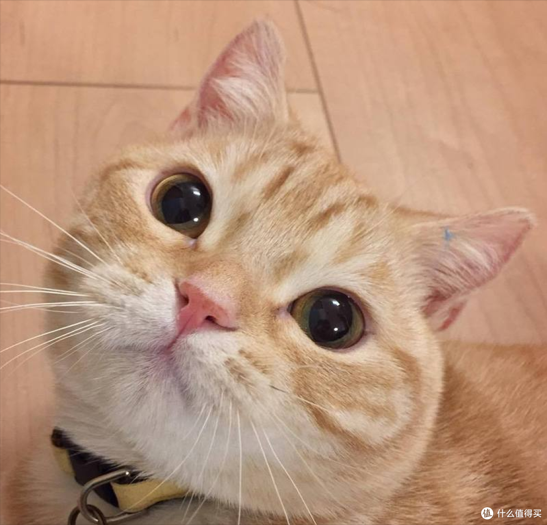 618打工人养猫必囤!2026平价高性价比猫粮,省钱养好猫
