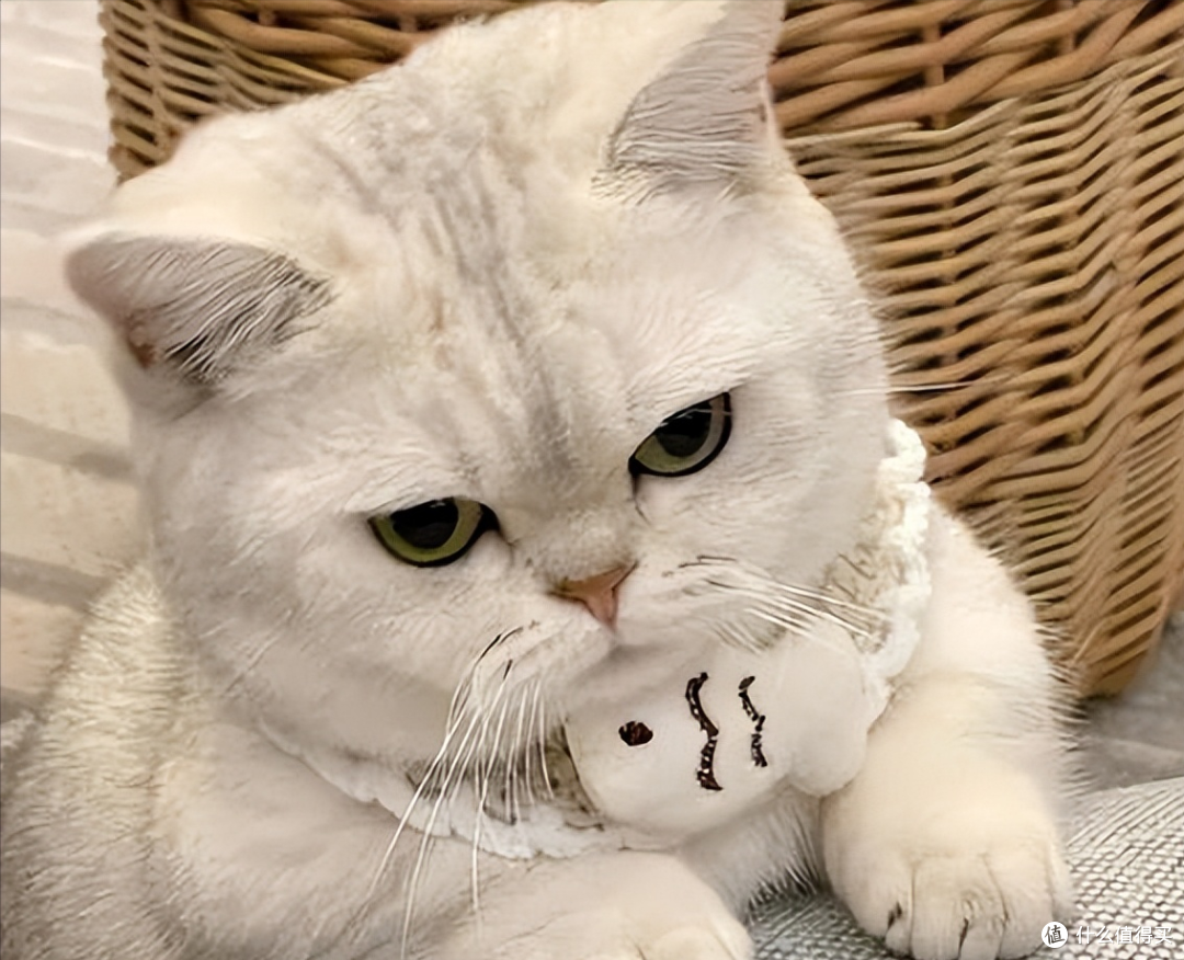 618打工人养猫必囤!2026平价高性价比猫粮,省钱养好猫