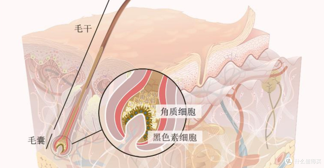 白发变黑品牌怎么选？黑奥秘20年专注脱发白发理疗200万用户验证