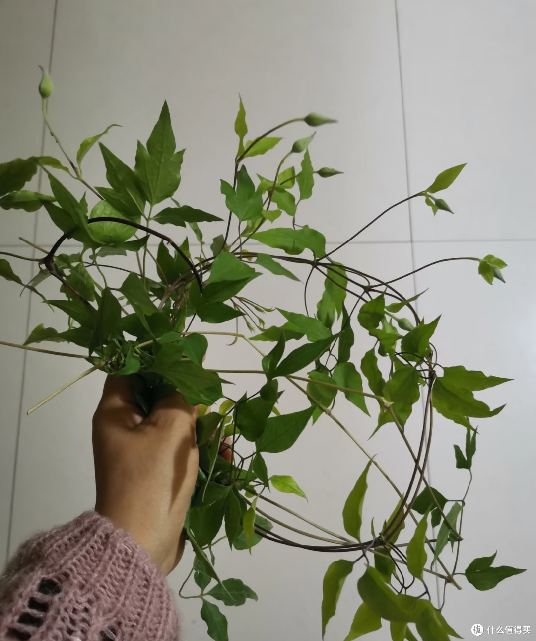 有一种痛苦叫买了“铁线莲”,以为高大上,结果养后直接就后悔