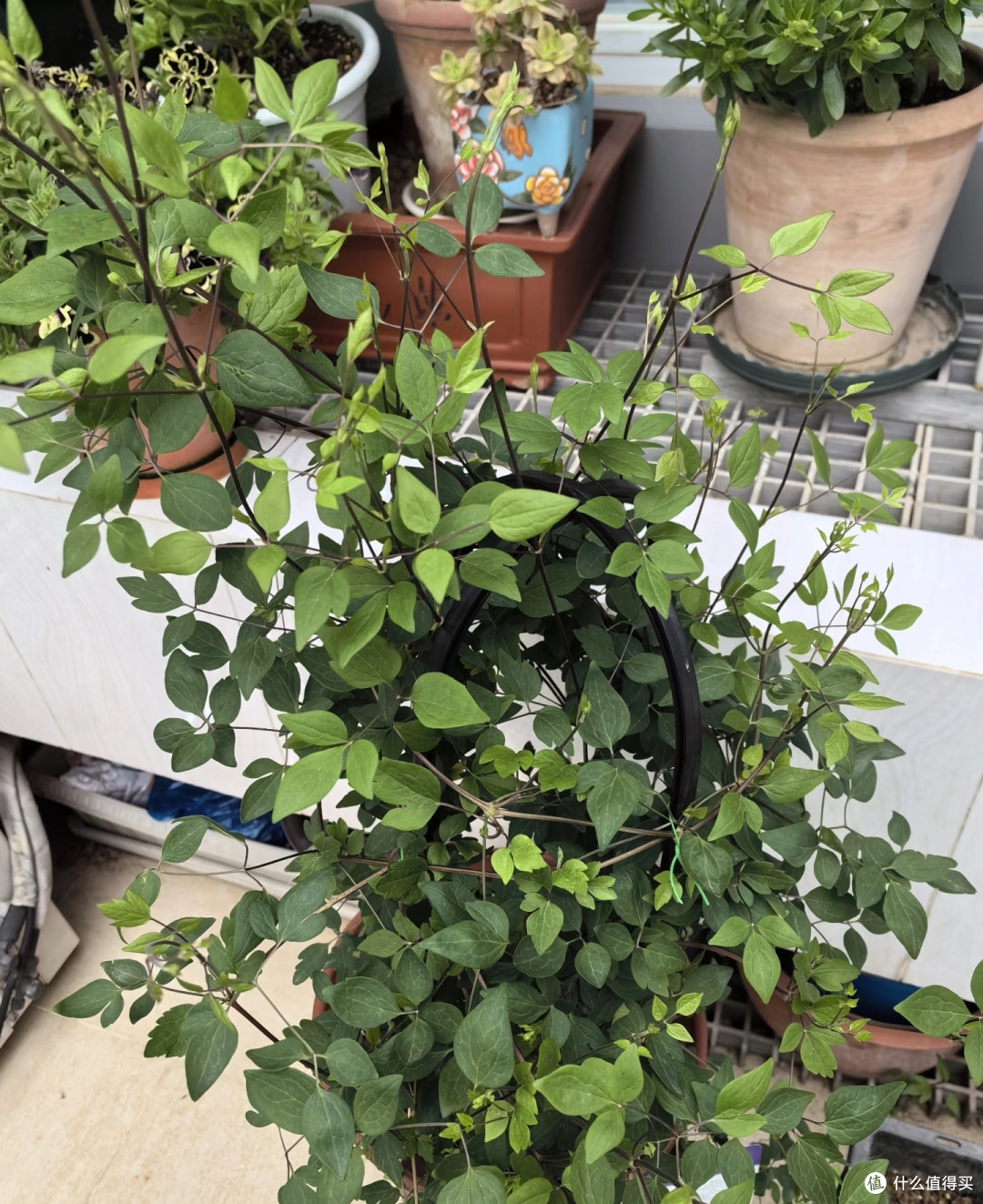 有一种痛苦叫买了“铁线莲”,以为高大上,结果养后直接就后悔