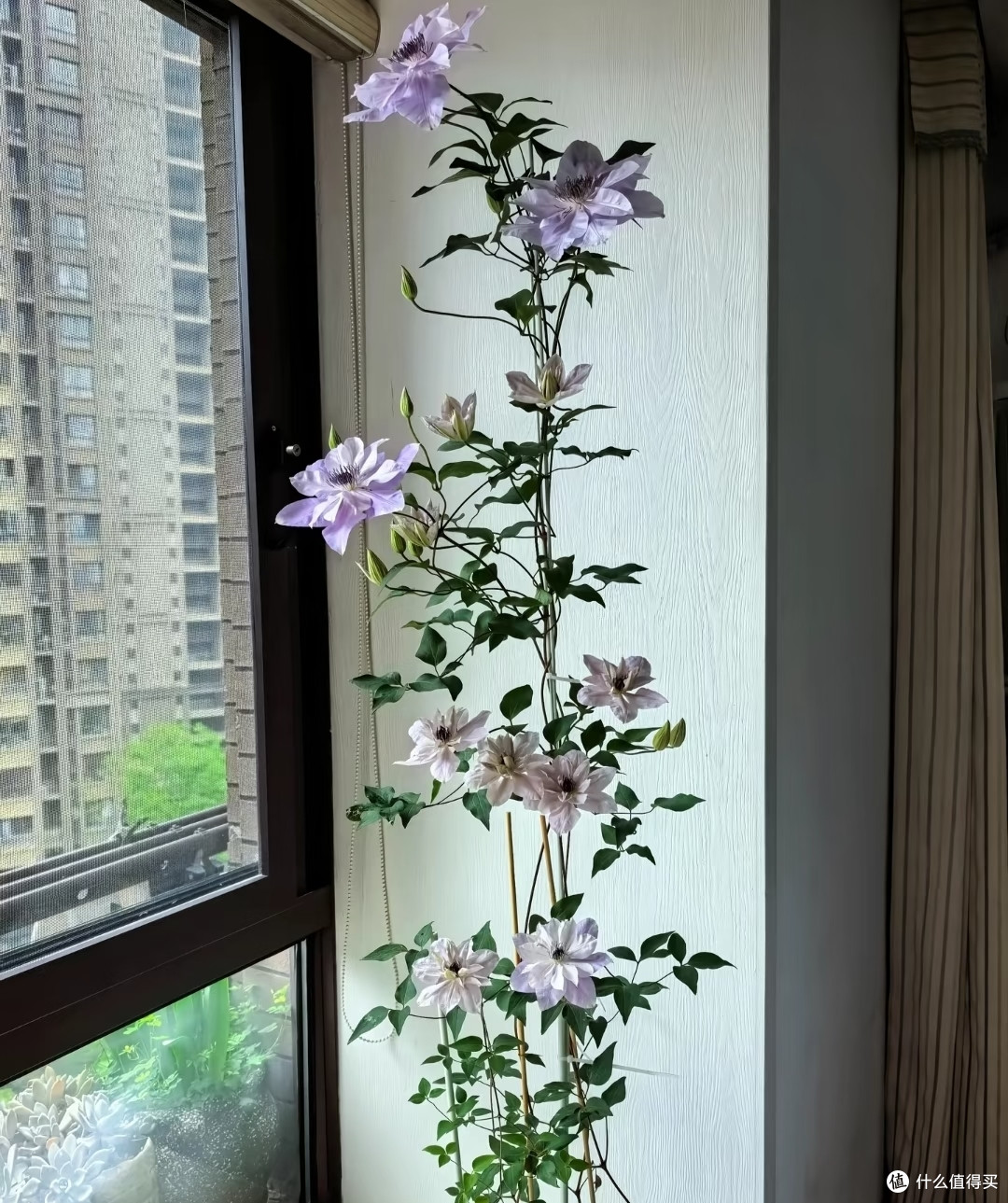 有一种痛苦叫买了“铁线莲”,以为高大上,结果养后直接就后悔