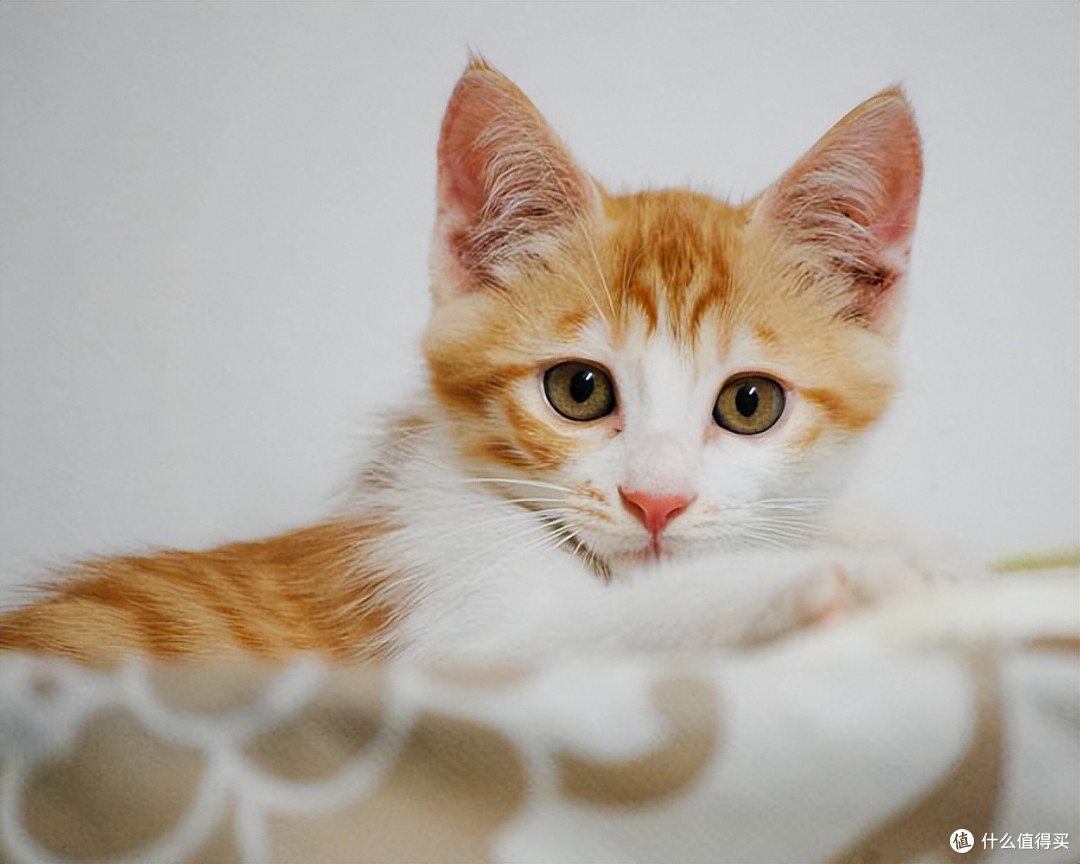 养猫干货,2026热门优质猫粮合集,618囤粮首选清单!