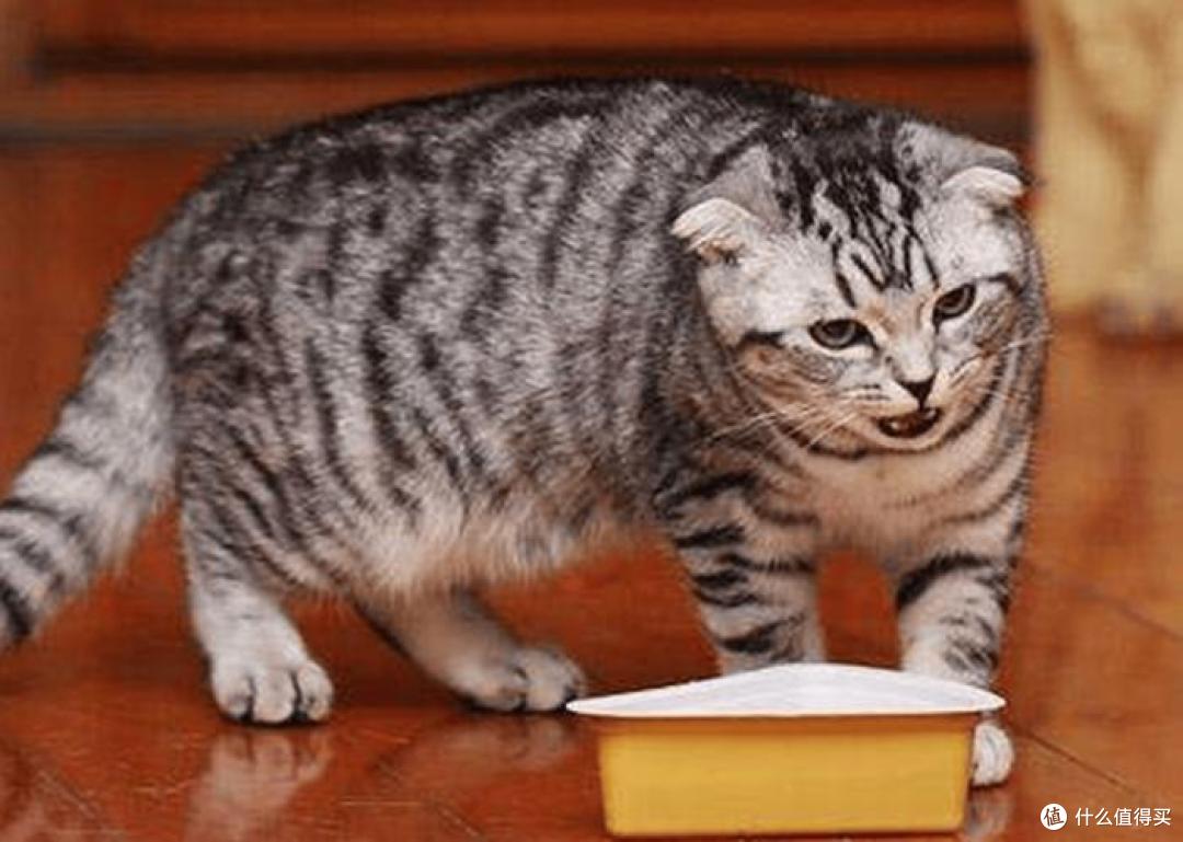 养猫干货,2026热门优质猫粮合集,618囤粮首选清单!