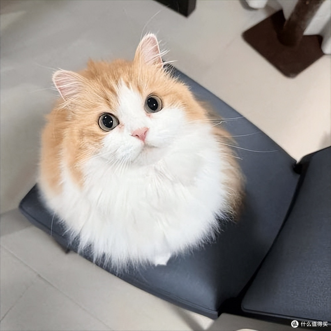 养猫干货,2026热门优质猫粮合集,618囤粮首选清单!