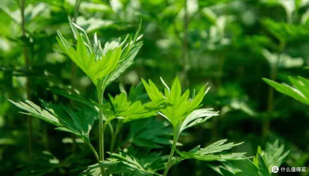 艾草