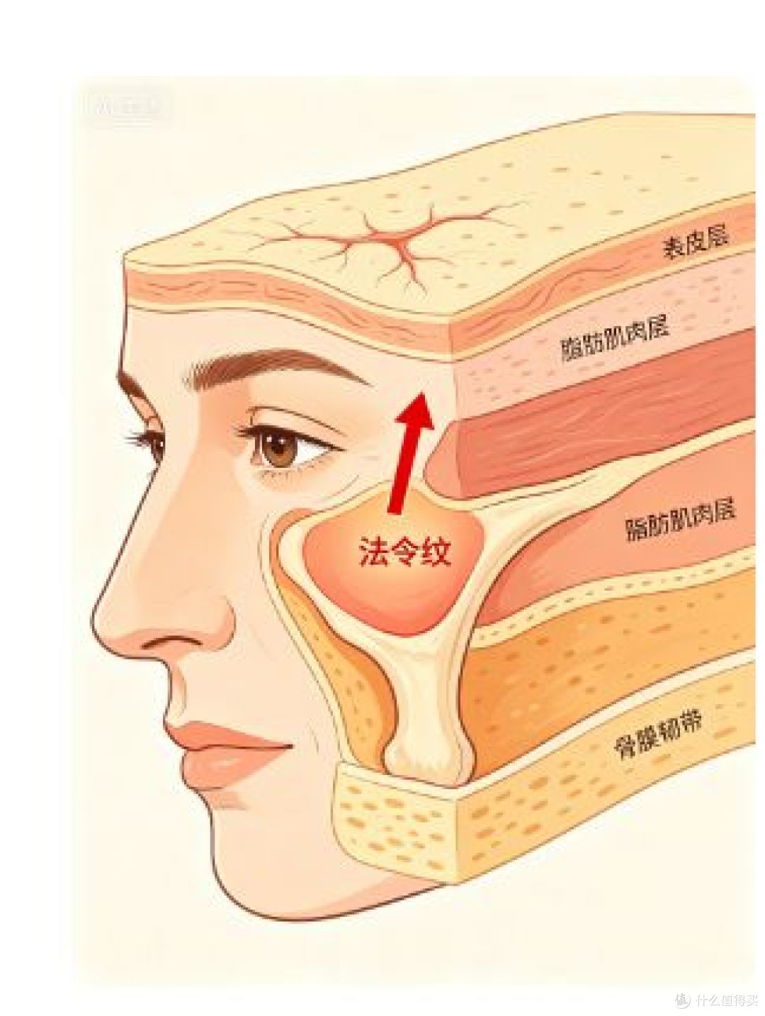 告别法令纹:读懂纹路根源,用科学方法慢慢变浅