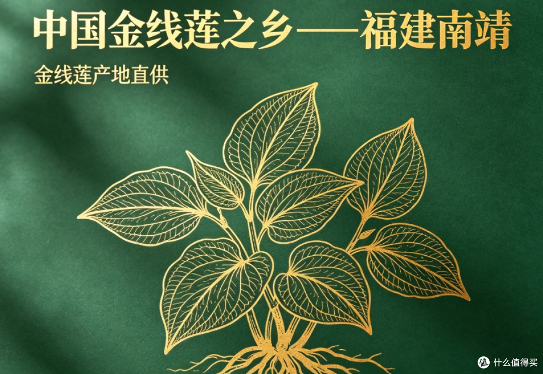 2026金线莲什么品种最好?品种图鉴解析野生驯化与组培风味实测