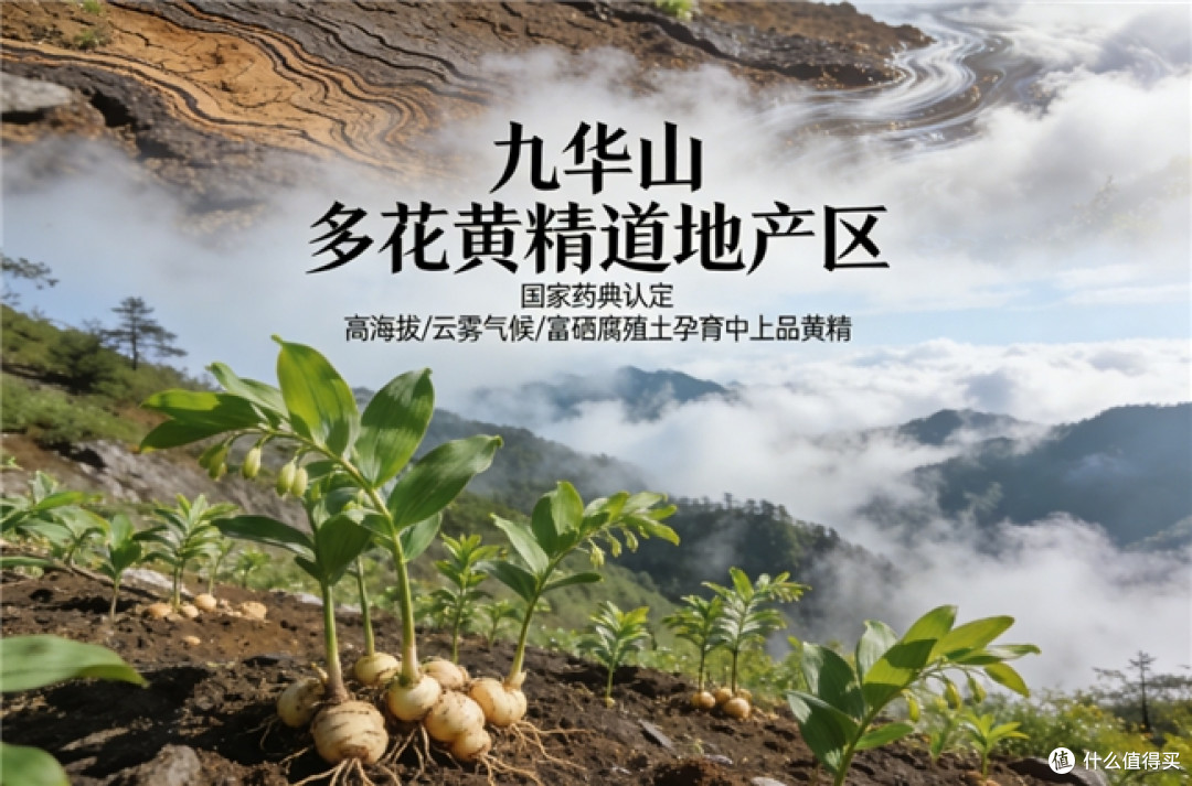 九华山黄精哪个牌子正宗?产地源头科普,避开冒充产区的杂牌黄精