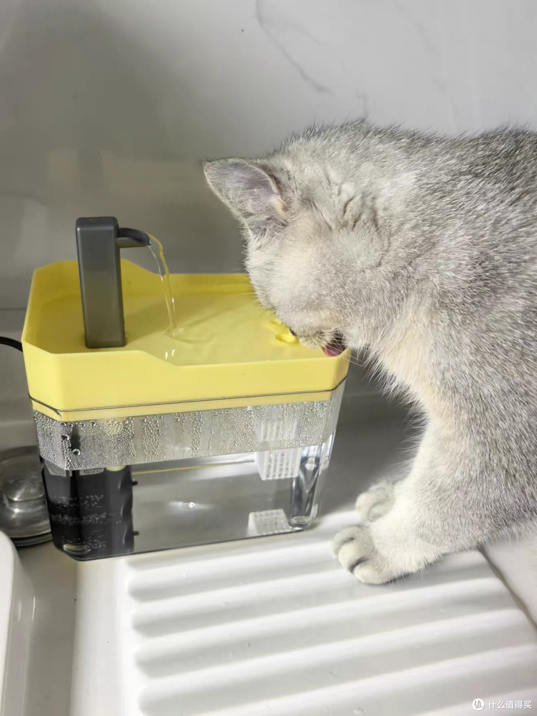 铲屎官实测｜猫咪静音流动饮水机，不爱喝水星猫直接沦陷✨