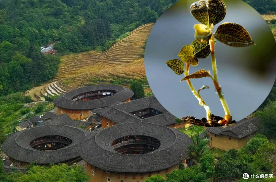 金线莲哪个产地最好,核心就是努力做好自己谁水土不服喝一口淘汰