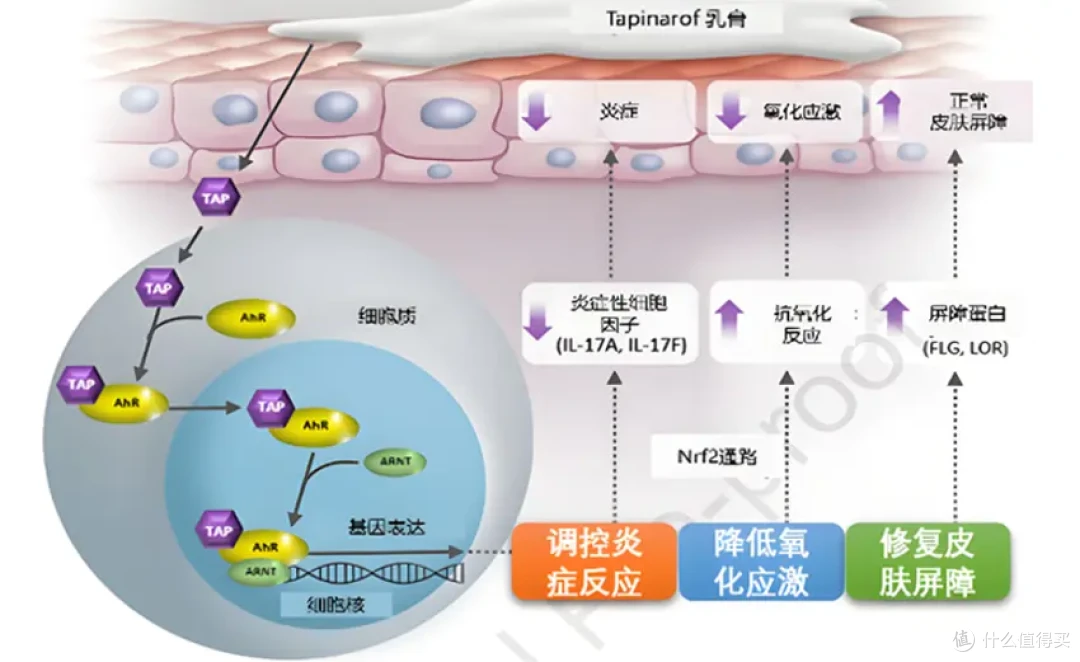 银屑病外用停药后延缓36周,本维莫德是怎么做到的?