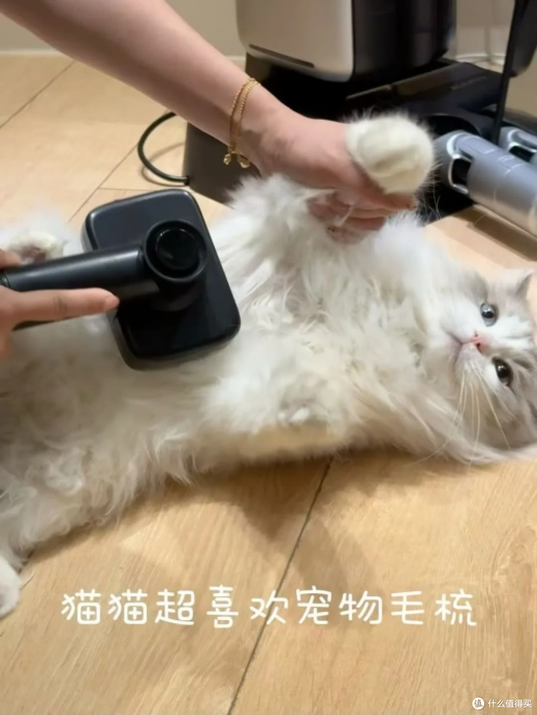 合理规划养猫预算,优先入手自集尘吸尘器更实用