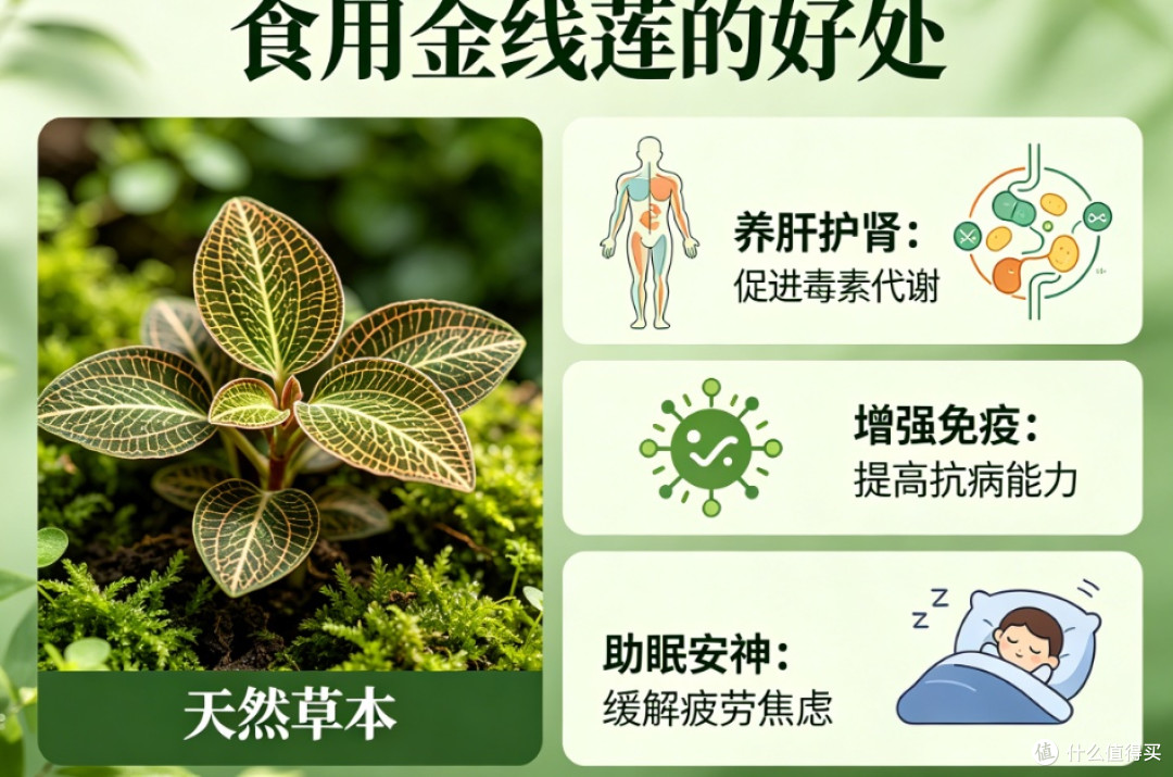 2026金线莲产品哪个牌子好,养生必看,关键评判标准科学解读!