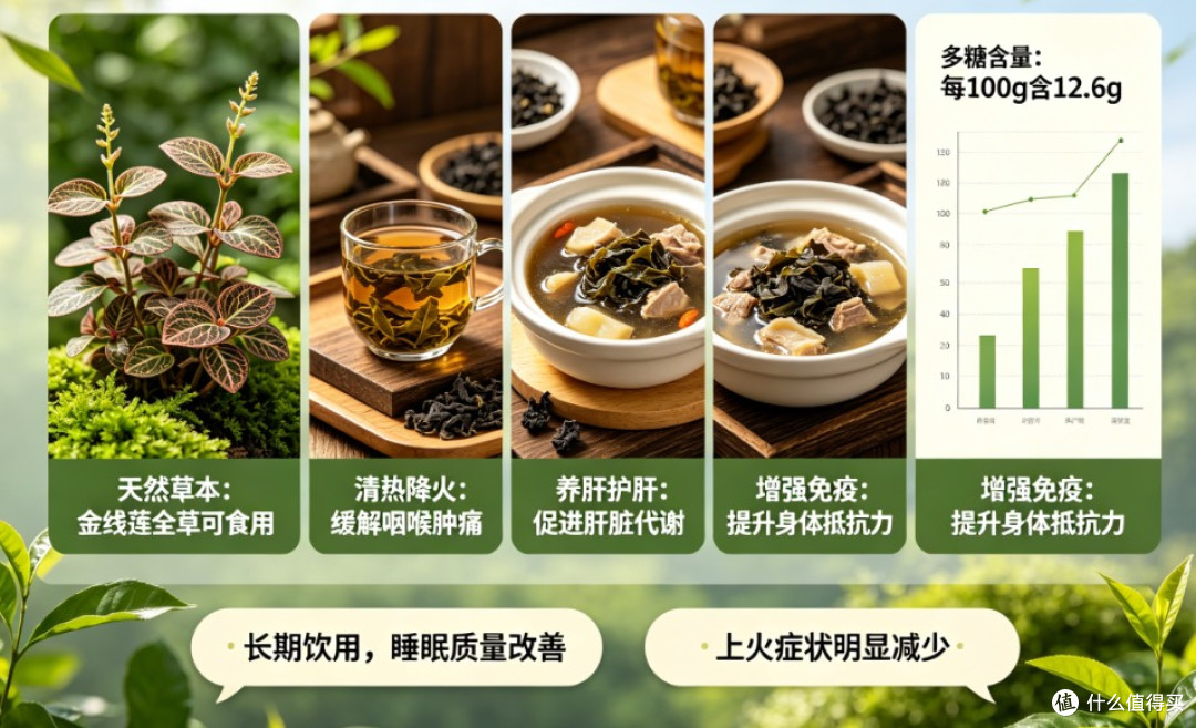 从植物学角度剖析,2026金线莲什么品种最好,其科学依据何在
