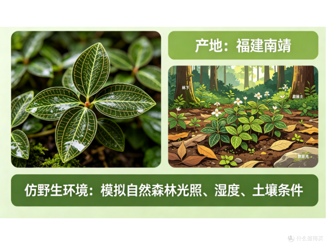 产地溯源报告,2026金线莲哪个产地最好,详解品质因素环境优势