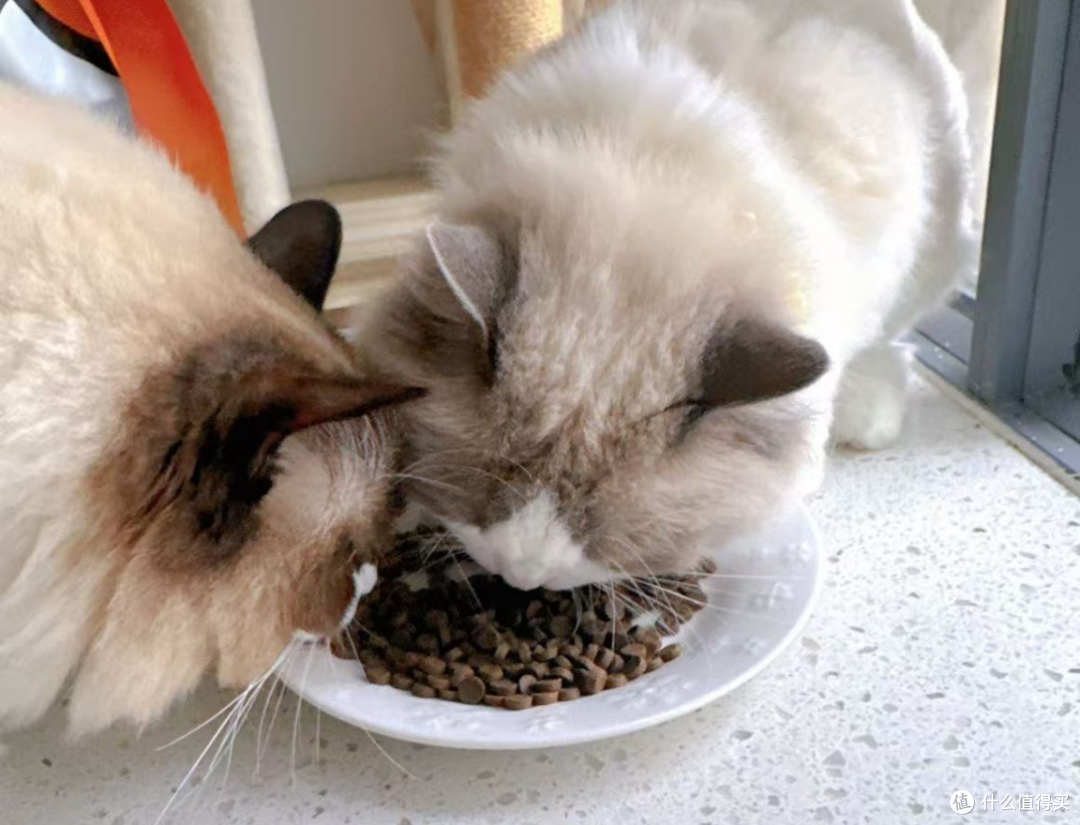 618入手哪款猫粮好?希喂、渴望、蓝氏热门猫粮牌子618入手哪款好