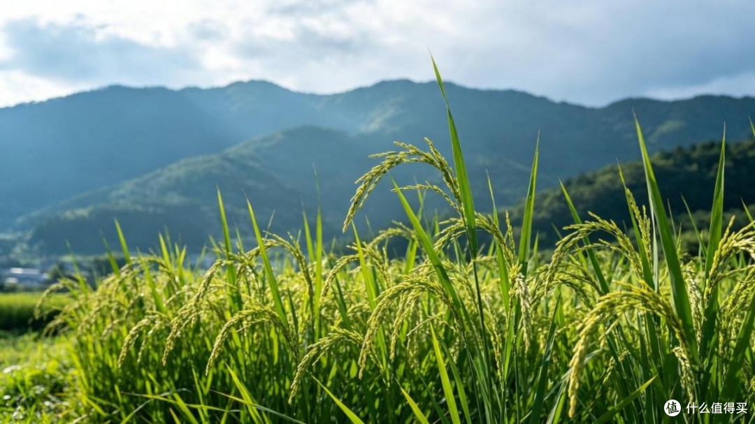 5月21日小满!上午8点36分交节,今年夏天凉不凉?