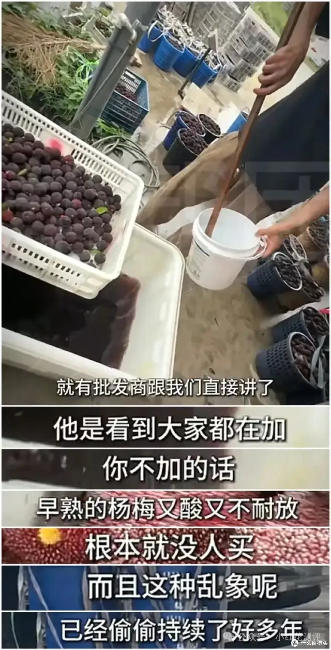 漳州杨梅泡药:抽检永远合格,本地人却坚决不吃?杨梅水有多深?