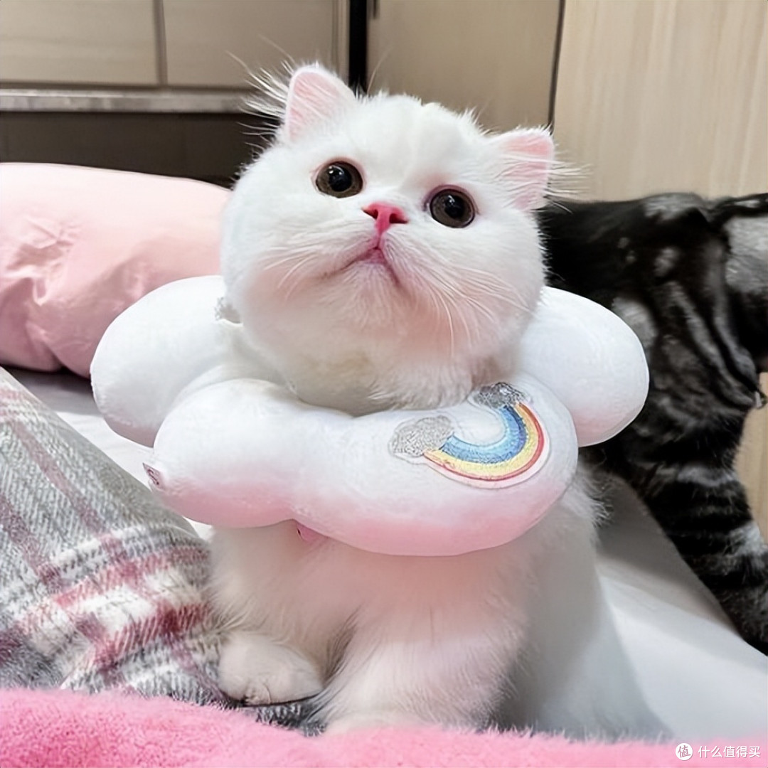 2026平价健康猫粮盘点,618省钱囤粮攻略来了!