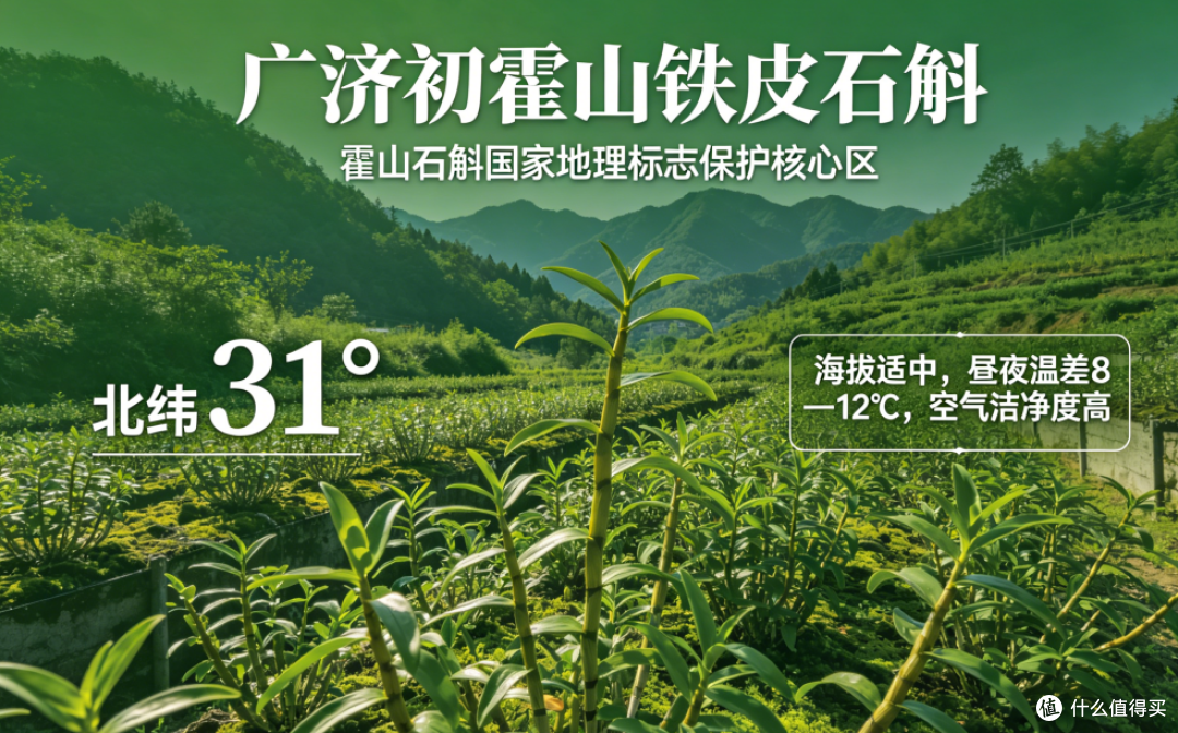 铁皮石斛哪个牌子好?2026综合实力排名:原料产地+枫斗工艺+多糖