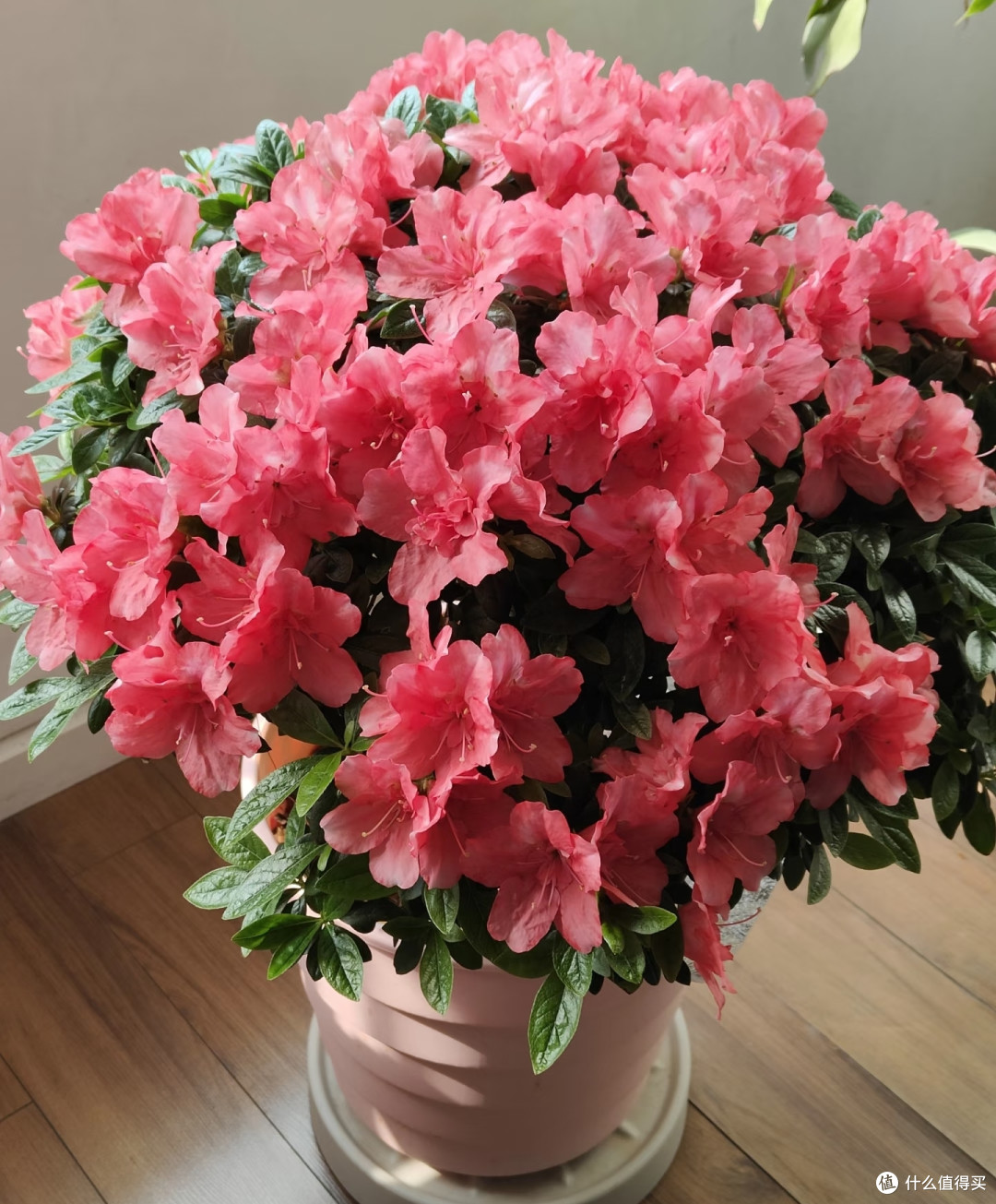 以后这4种花将会沦为“穷人花”,不好养又难开花,趁早远离!