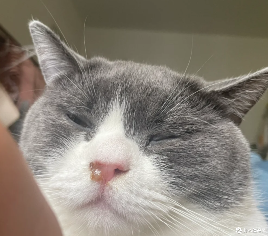 春夏交替猫咪高发疾病科普！铲屎官一定要提前警惕