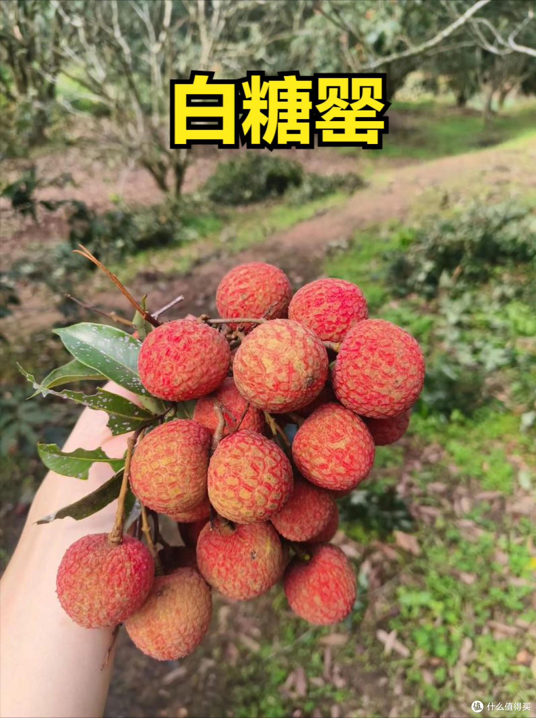 荔枝上市时间表收好!按时间买,从4月吃到7月,月月都有新鲜果