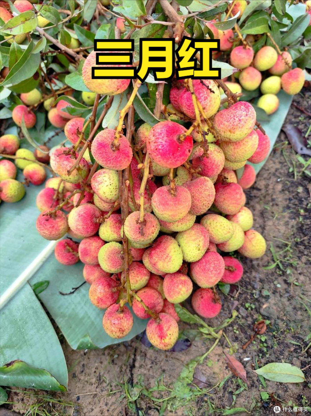 荔枝上市时间表收好!按时间买,从4月吃到7月,月月都有新鲜果