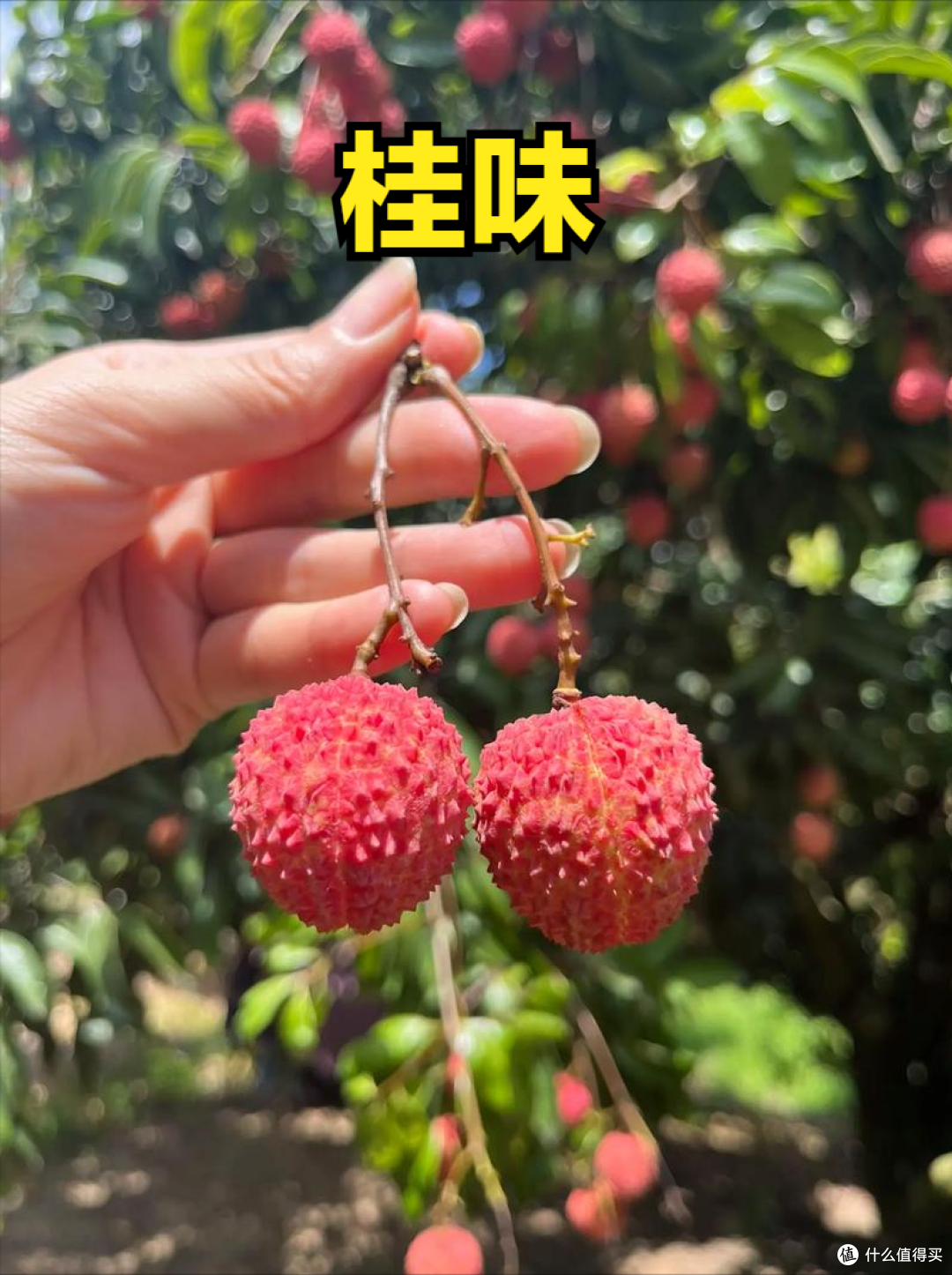 荔枝上市时间表收好!按时间买,从4月吃到7月,月月都有新鲜果