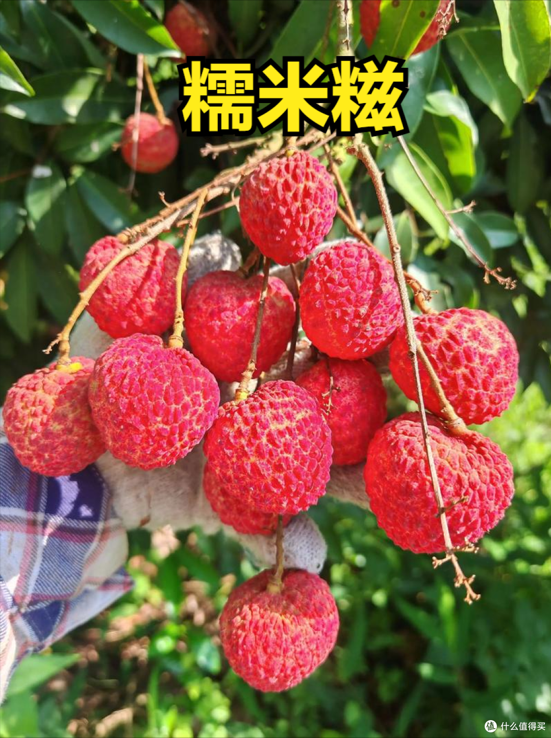 荔枝上市时间表收好!按时间买,从4月吃到7月,月月都有新鲜果