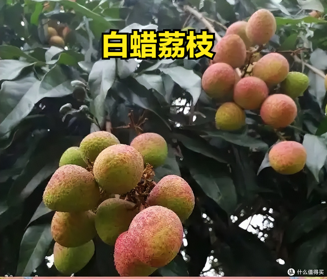 荔枝上市时间表收好!按时间买,从4月吃到7月,月月都有新鲜果