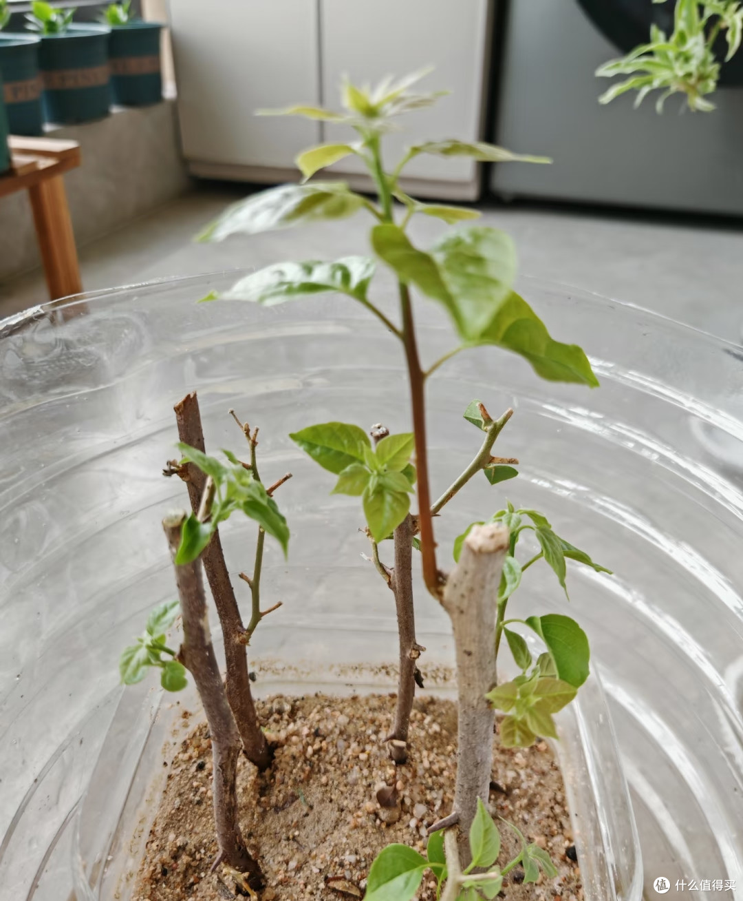 这8种「花树」现在赶快扦插,天气越热越长根,错过就要等一年!