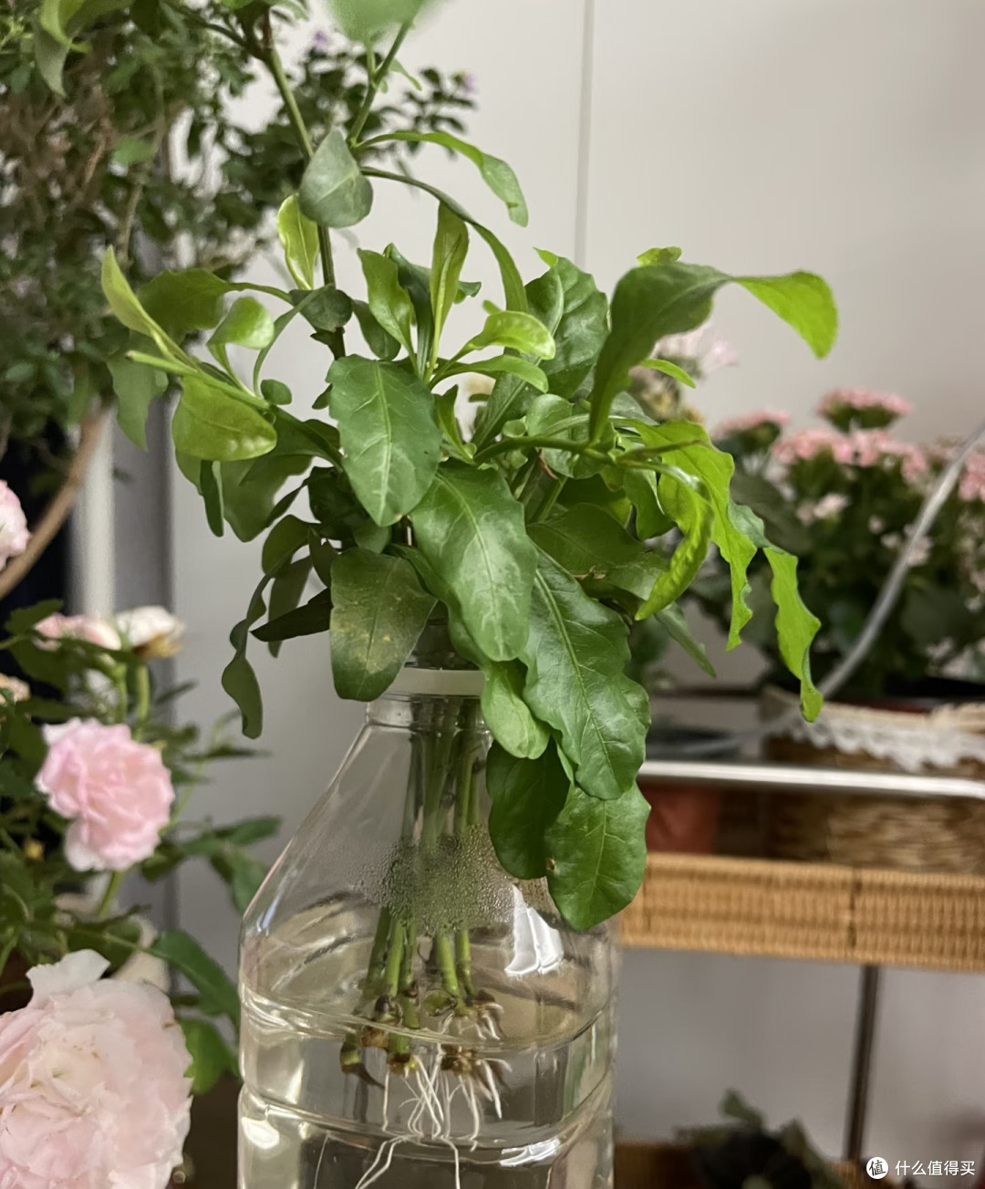 这8种「花树」现在赶快扦插,天气越热越长根,错过就要等一年!
