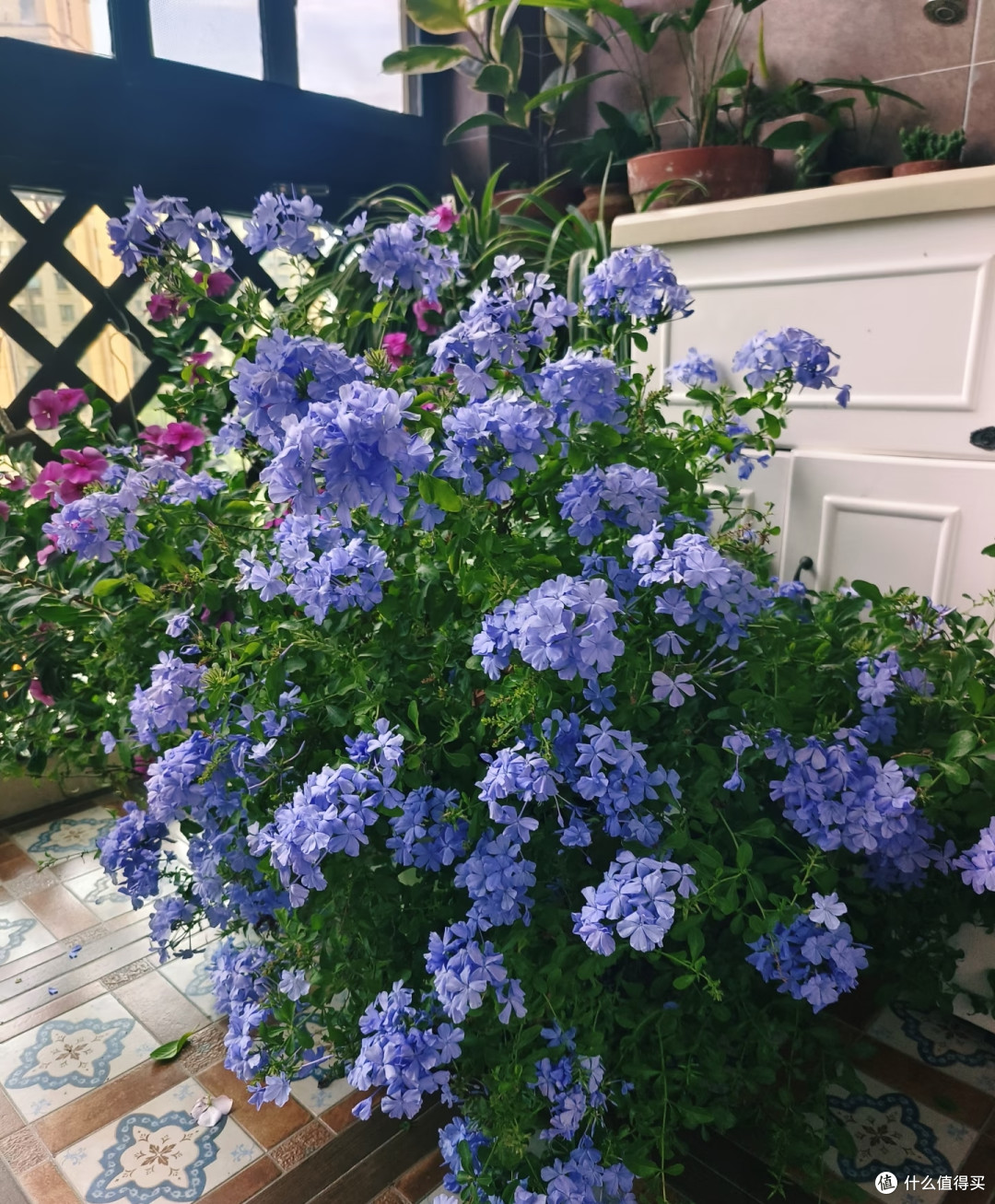 这8种「花树」现在赶快扦插,天气越热越长根,错过就要等一年!