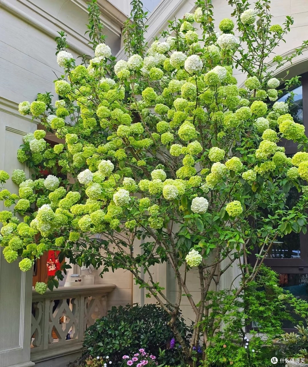这8种「花树」现在赶快扦插,天气越热越长根,错过就要等一年!